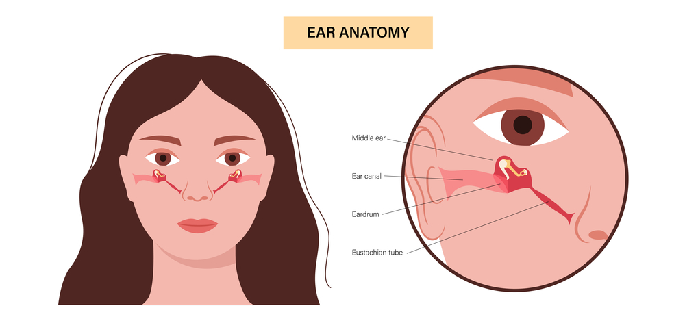 Ear Anatomy